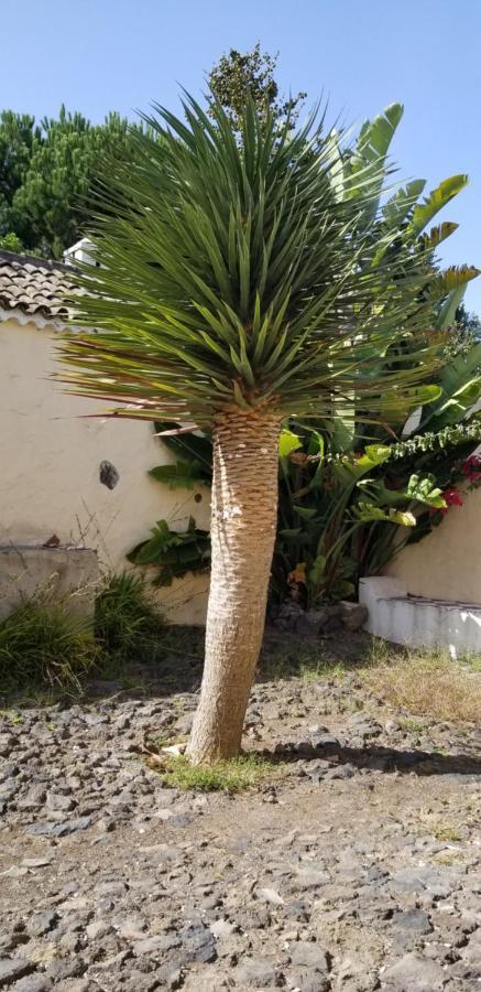 Apartamento La Casita de la Vega Icod De Los Vinos Exterior foto