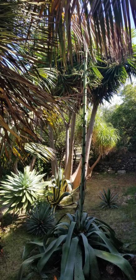 Apartamento La Casita de la Vega Icod De Los Vinos Exterior foto