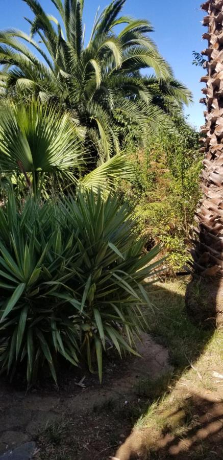 Apartamento La Casita de la Vega Icod De Los Vinos Exterior foto